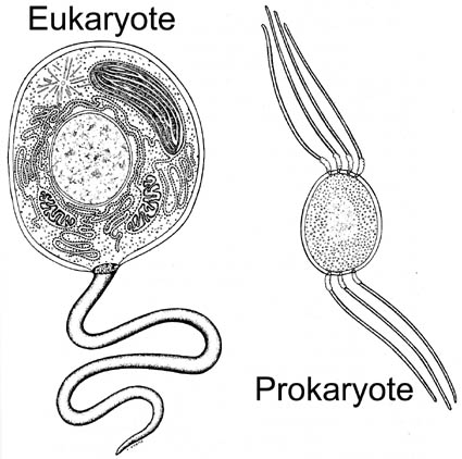 eukaryote.jpg (45953 bytes)